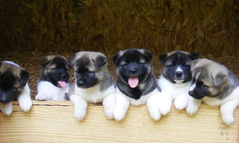 Feeding the Akita Pup – RH Akitas