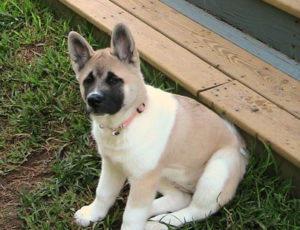 Feeding the Akita Pup RH Akitas